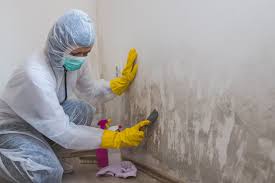 Mold Odor Removal Services in Laughlin Af, TX